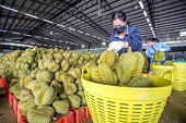 Hải quan chỉ đạo thông quan nhanh nông sản xuất khẩu, ưu tiên sầu riêng