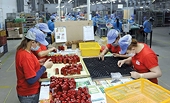 Hàng xuất khẩu đón thời cơ từ khu vực EFTA