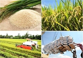 Nâng giá trị xuất khẩu gạo trong cạnh tranh toàn cầu