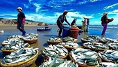 Xuất khẩu thủy sản nỗ lực duy trì tăng trưởng