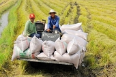 Đề nghị bỏ tiêu chí dự trữ lưu thông khi xếp hạng thương nhân xuất khẩu gạo