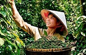 Xuất khẩu hồ tiêu giữ vững đà tăng trưởng