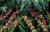 Xuất khẩu cà phê trước nghịch lý tăng lượng nhưng hụt giá trị