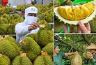 Tháo gỡ rào cản, xây dựng thương hiệu để mở rộng thị trường xuất khẩu sầu riêng