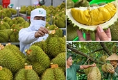 Tháo gỡ rào cản, xây dựng thương hiệu để mở rộng thị trường xuất khẩu sầu riêng