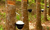 Thị trường tín chỉ carbon: Cơ hội tăng giá trị xuất khẩu cho cao su Việt Nam
