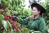 Mục tiêu xuất khẩu nông nghiệp 100 tỷ USD: Cà phê phải tiến sâu vào chuỗi giá trị