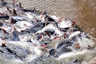 Thuế cá tra, basa sang Mỹ đảo chiều