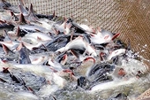 Thuế cá tra, basa sang Mỹ đảo chiều