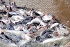 Thuế cá tra, basa sang Mỹ đảo chiều