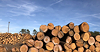 Hải quan hướng dẫn chính sách thuế xuất khẩu gỗ