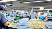 Ngành điều xuất khẩu gần 3 tỷ USD nhưng vẫn “khát” nguyên liệu