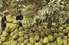 401 vùng trồng,166 cơ sở đóng gói sầu riêng Việt Nam vừa được Trung Quốc phê duyệt