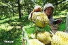 Truy xuất nguồn gốc nông sản Việt: Gần 49.000 sản phẩm được cập nhật dữ liệu
