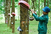 Xuất khẩu cao su giảm cả về lượng và giá trị