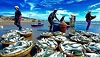 Bài học ứng phó cho cá tra Việt Nam
