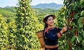 Xuất khẩu hồ tiêu tiếp đà tăng trưởng