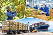 Sầu riêng gần chạm mốc 2 tỷ USD, hướng tới phát triển chuyên nghiệp và bền vững