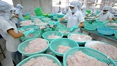 Áp lực thuế, khiến xuất khẩu cá tra sang Hoa Kỳ gặp khó