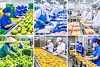 Doanh nghiệp xuất khẩu cần chủ động trước “luật chơi” SPS mới