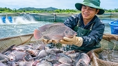 Xuất khẩu cá rô phi tăng mạnh, Brazil là thị trường chủ lực