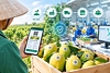 Xuất khẩu nông sản Việt Nam: Nâng giá trị để đi sâu vào thị trường quốc tế