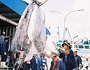 Dự luật mới của Mỹ có thể tác động đến xuất khẩu cá ngừ Việt Nam