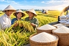 Doanh nghiệp uy tín sẽ có lợi thế nhận chỉ tiêu xuất khẩu gạo
