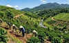 Bản đồ ranh giới rừng: Thêm công cụ gỡ khó cho doanh nghiệp xuất khẩu